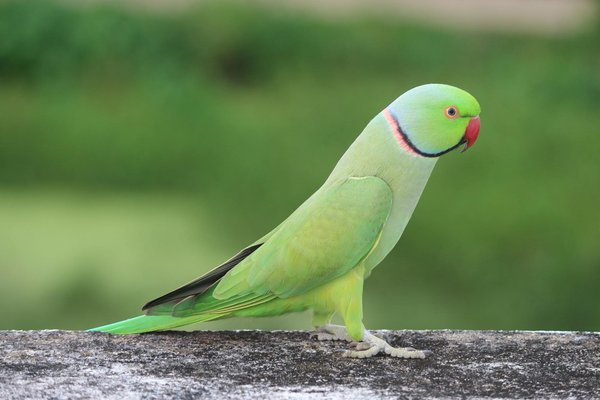 Les différentes étapes pour adopter un chat