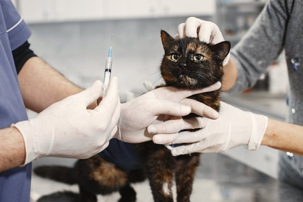Les avantages des forfaits de soins en clinique pour chats