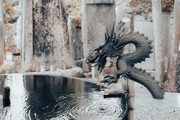 Quelle est la meilleure façon d'offrir une baignade à un dragon d'eau asiatique?