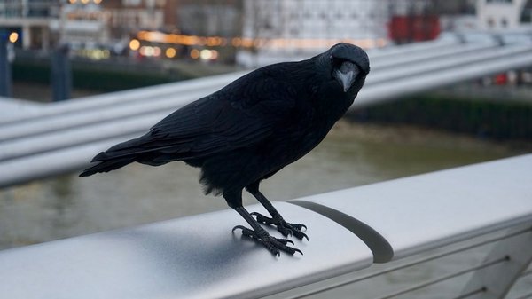 Quelles sont les preuves de l'intelligence des corvidés (corbeaux, corneilles, etc.)?