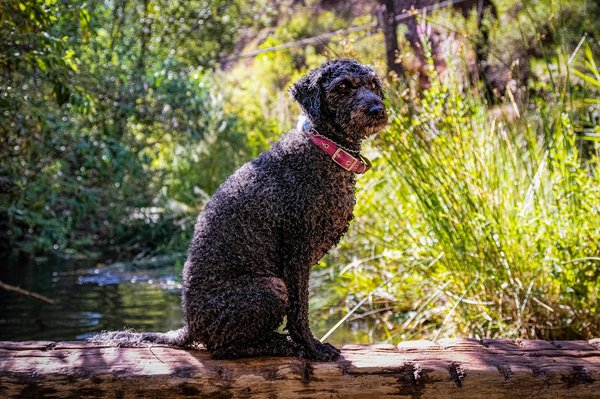 Quelles précautions prendre pour la baignade d'un chien de race Chien d'eau Espagnol ayant tendance aux otites?