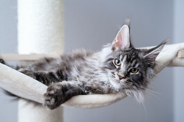 Assurance santé : pourquoi protéger votre Maine Coon ?